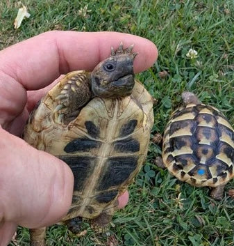 THB 0.0.3 Griechische Landschildkröten Jahr 2023