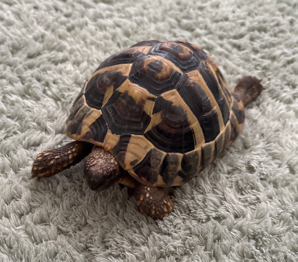 Griechische Landschildkröte