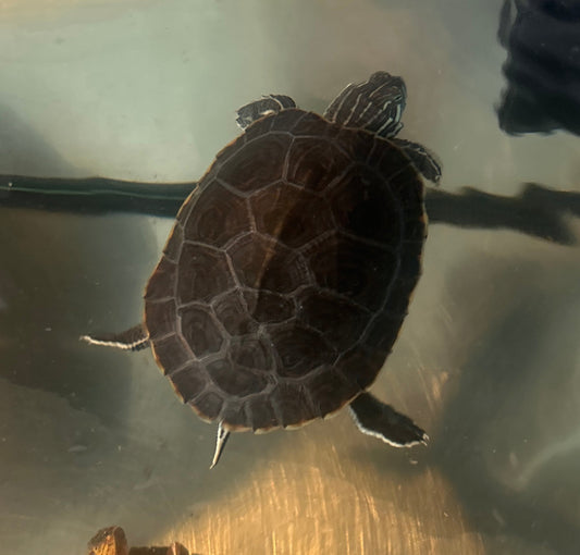 Zwei Schmuckschildkröten