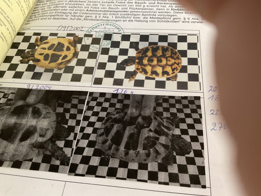 Testudo Hermanni von 2002 abzugeben