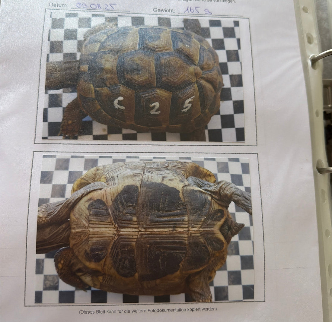 Weibliche Nachzuchten der dalmatinischen Landschildkröte von 2020 und 2021 zu verkaufen