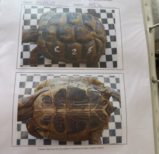 Weibliche Nachzuchten der dalmatinischen Landschildkröte von 2020 und 2021 zu verkaufen