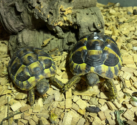 2 Griechische Landschildkröten
