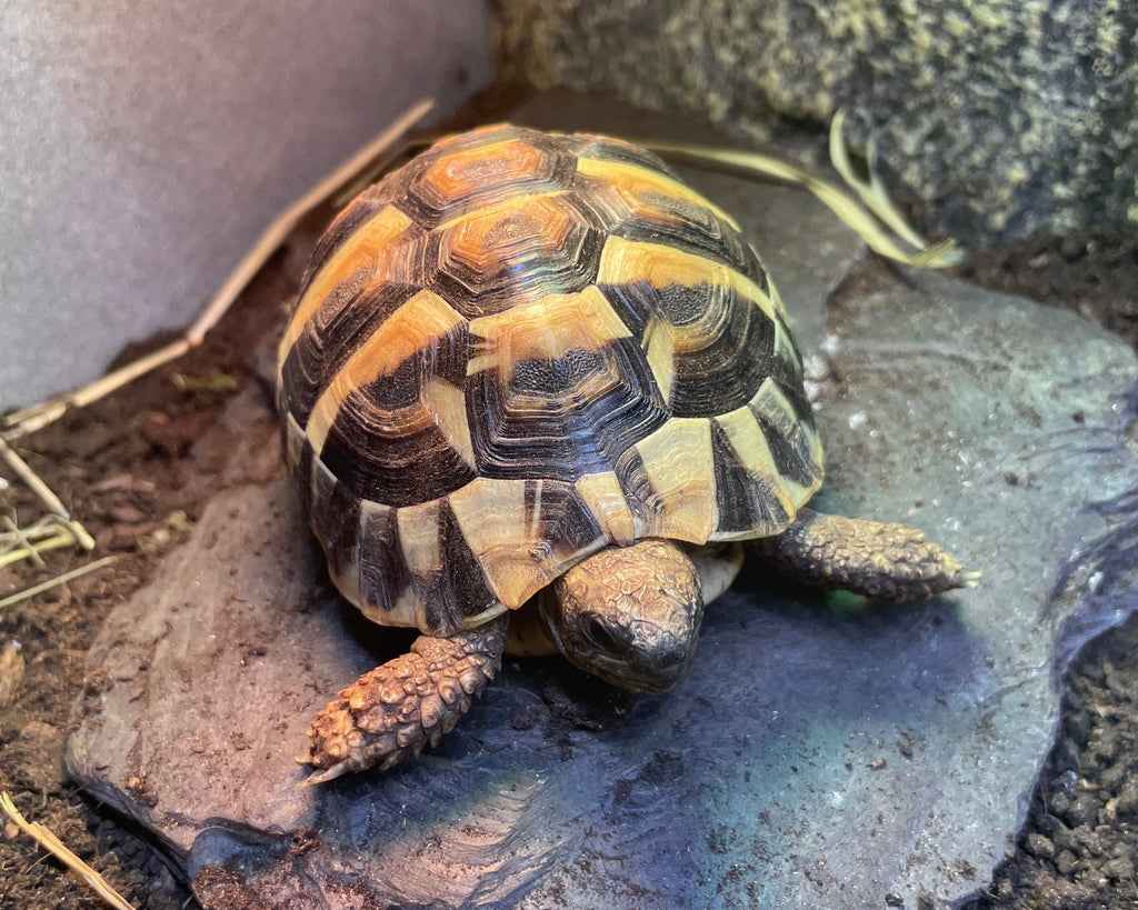 2 griechische Landschildkröten