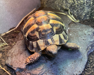 2 griechische Landschildkröten
