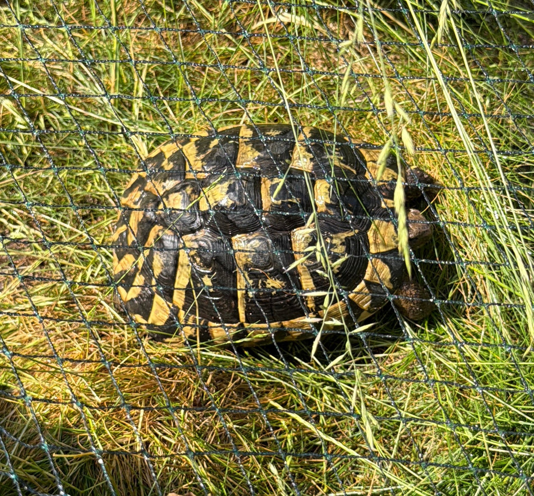 Griechische Landschildkröten, verschiedene Jahrgänge zu verkaufen