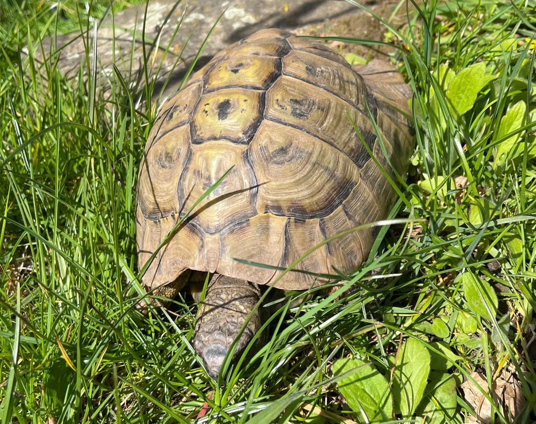 Griechische Landschildkröte aus 2002 zu verkaufen