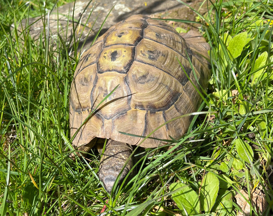 Griechische Landschildkröte aus 2002 zu verkaufen