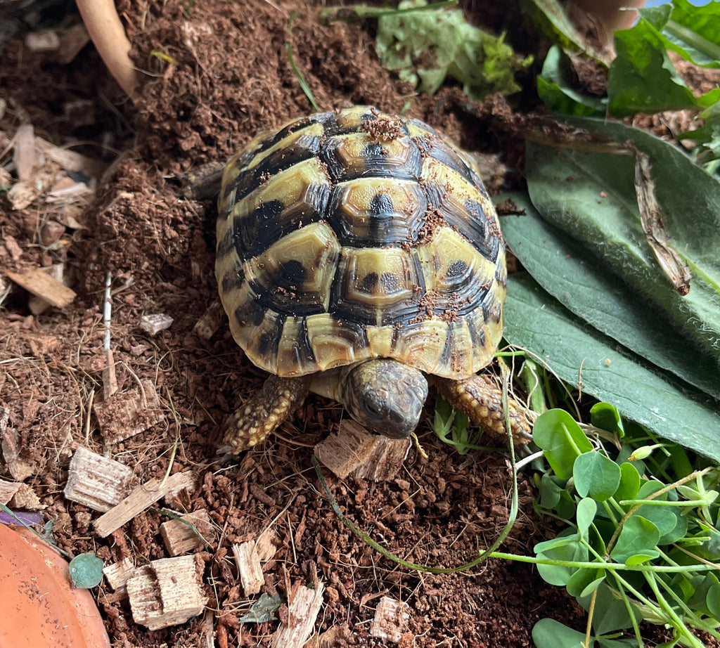 Griechische Landschildkröte
