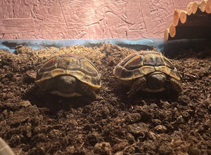 Landschildkröten
