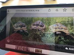 Griechische Landschildkröten