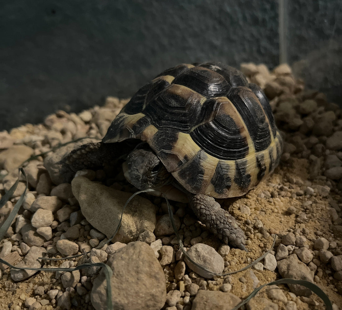 2 Griechische Landschildkröten