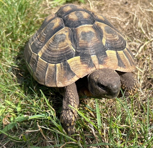 Griechische Landschildkröte zu verkaufen