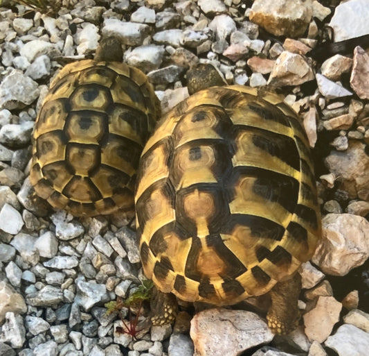Griechische Landschildkröten abzugeben