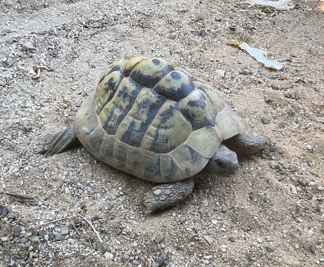 2 Griechische Landschildkröten abzugeben