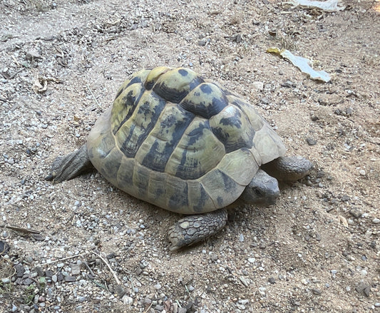 2 Griechische Landschildkröten abzugeben