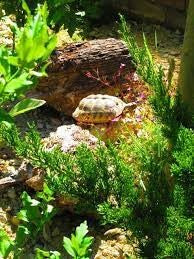 Landschildkröten abzugeben