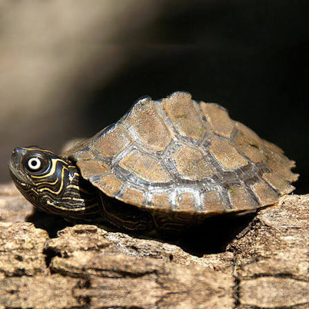 Mississippi Höckerschildkröte abzugeben