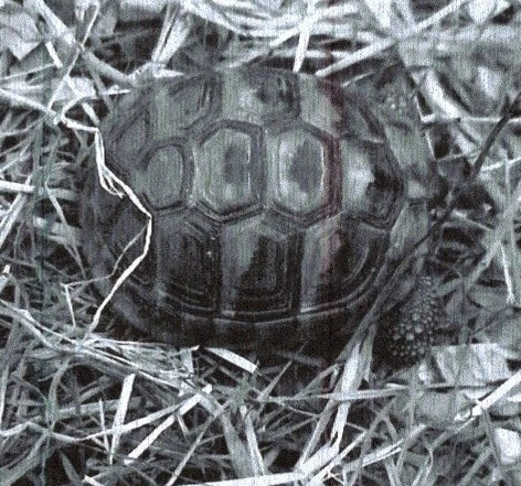 Griechische Landschildkröte zu verkaufen