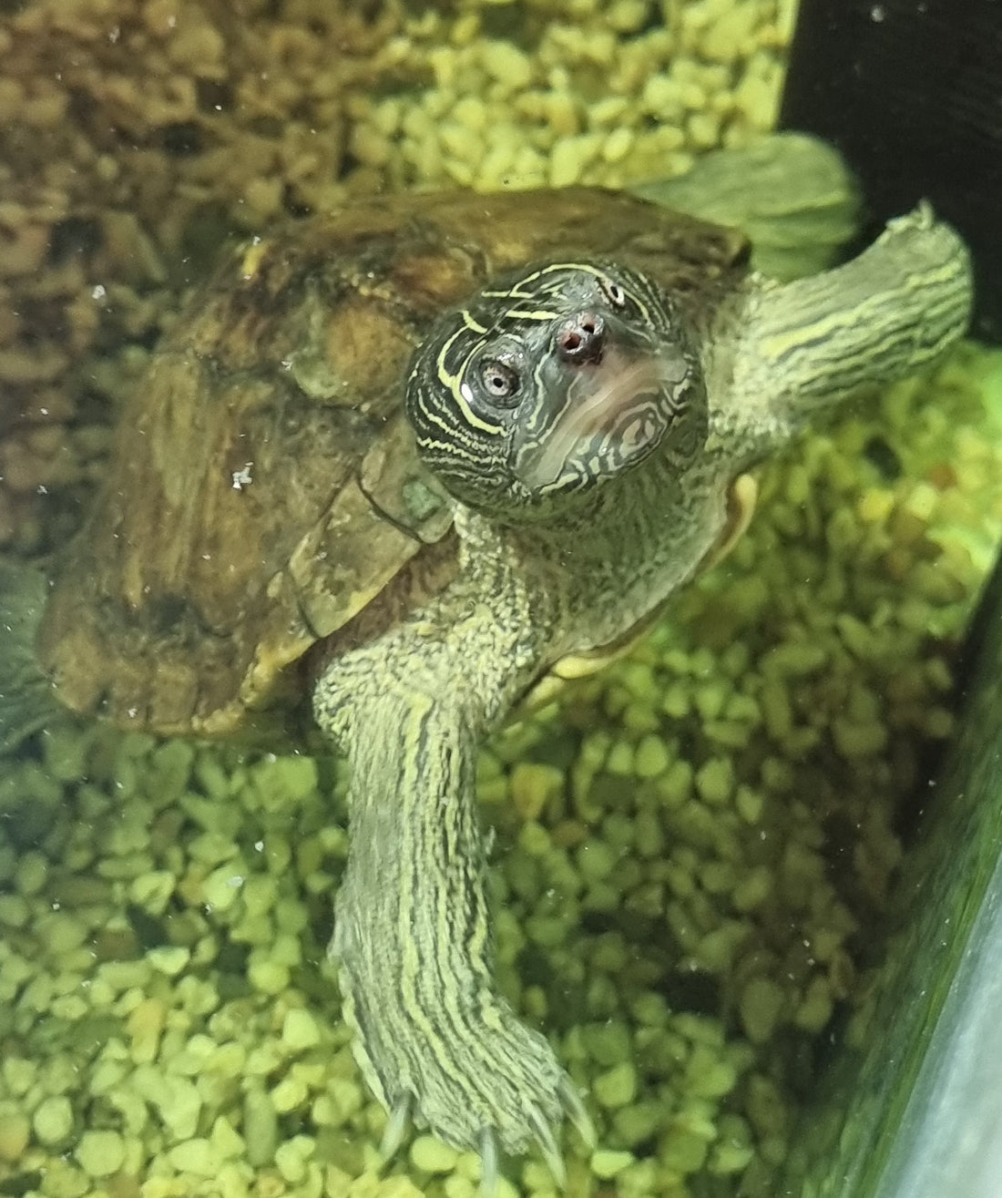 Zwei Mississippi-Höckerschildkröten (Felix & Otto, ca. 35 Jahre) in liebevolle Hände abzugeben
