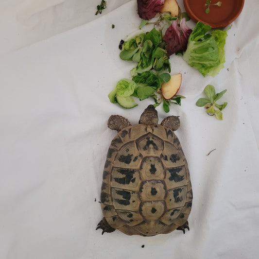 Schildkröte vermitteln