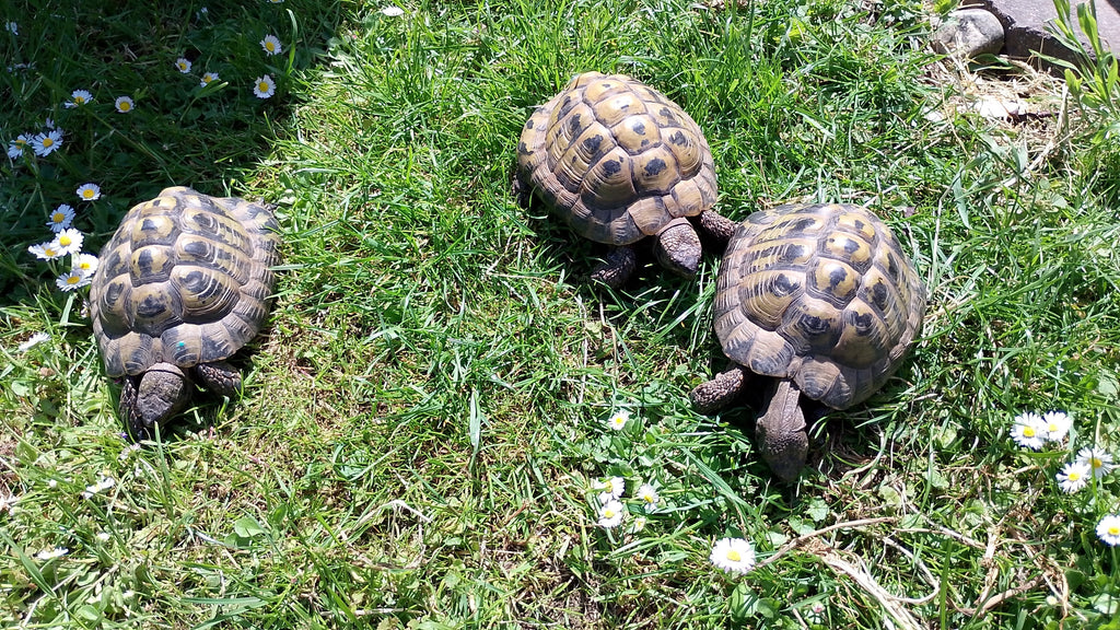 Männliche griechische Landschildkröten suchen neues Zuhause