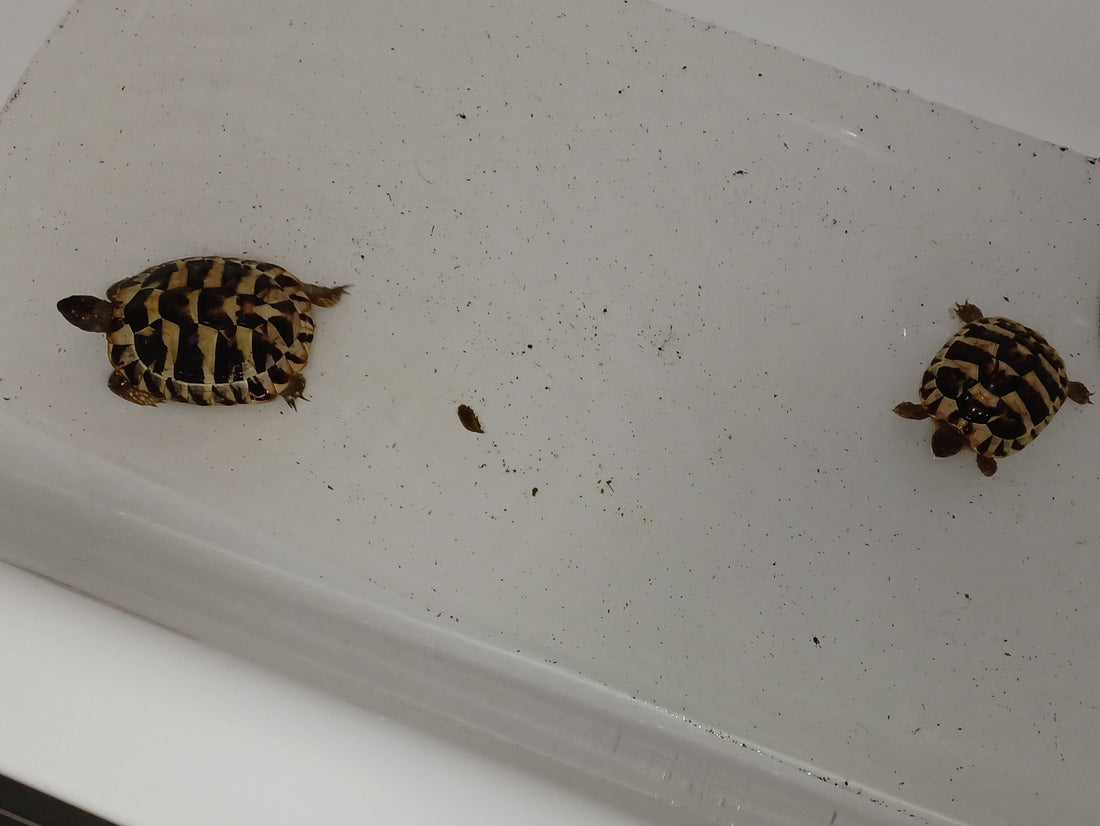3 Griechische Landschildkröten 3 Jahre alt
