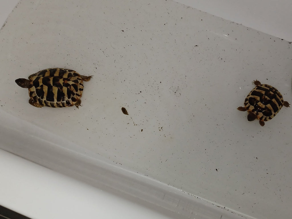 3 Griechische Landschildkröten 3 Jahre alt