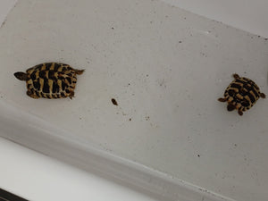3 Griechische Landschildkröten 3 Jahre alt