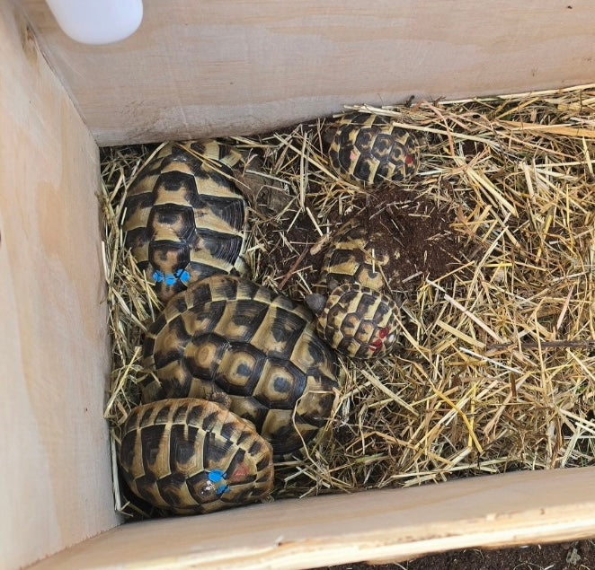 Griechische Landschildkröten PLZ 90/91