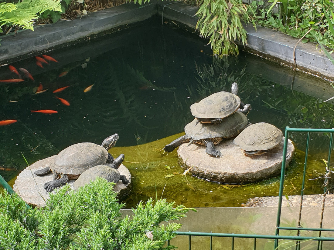 5 Wasserschildkröten abzugeben