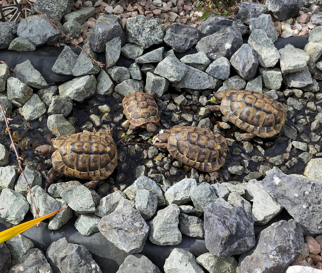 4 Griechische Landschildkröten suchen neues artgerechtes Zuhause