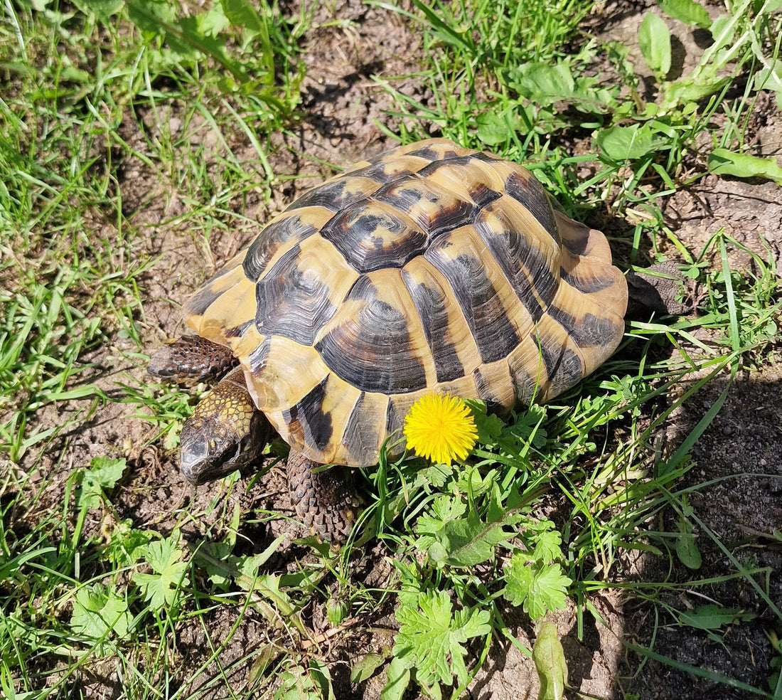 Griechische Landschildkröte