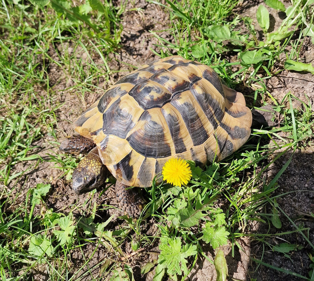 Griechische Landschildkröte