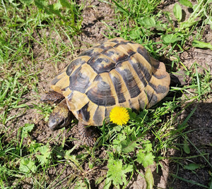Griechische Landschildkröte