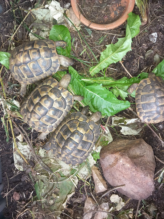 Griechische Landschildkröten