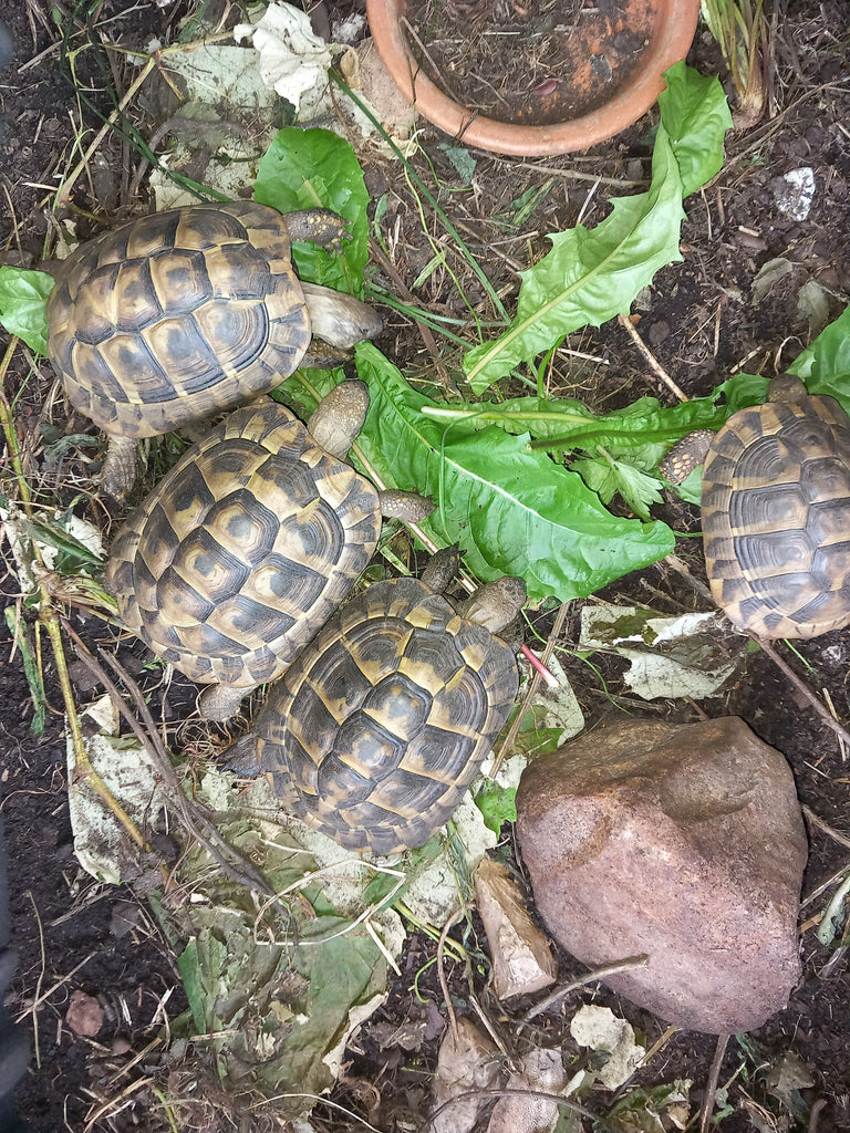 Griechische Landschildkröten