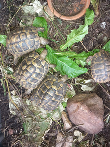 Griechische Landschildkröten