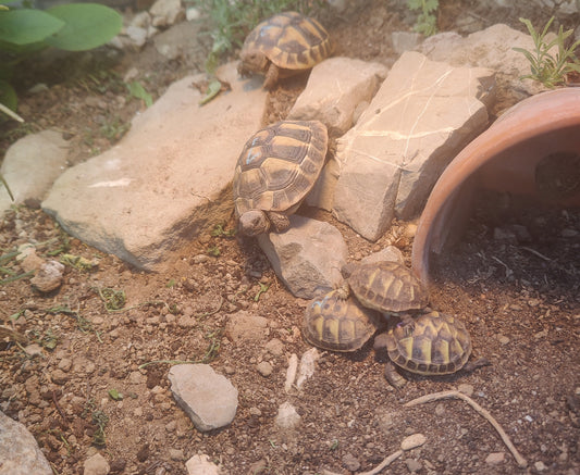 Griechische Landschildkröten abzugeben
