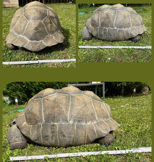 3 Aldabras zu verkaufen, 2M, 1W, 12-16 Jahre
