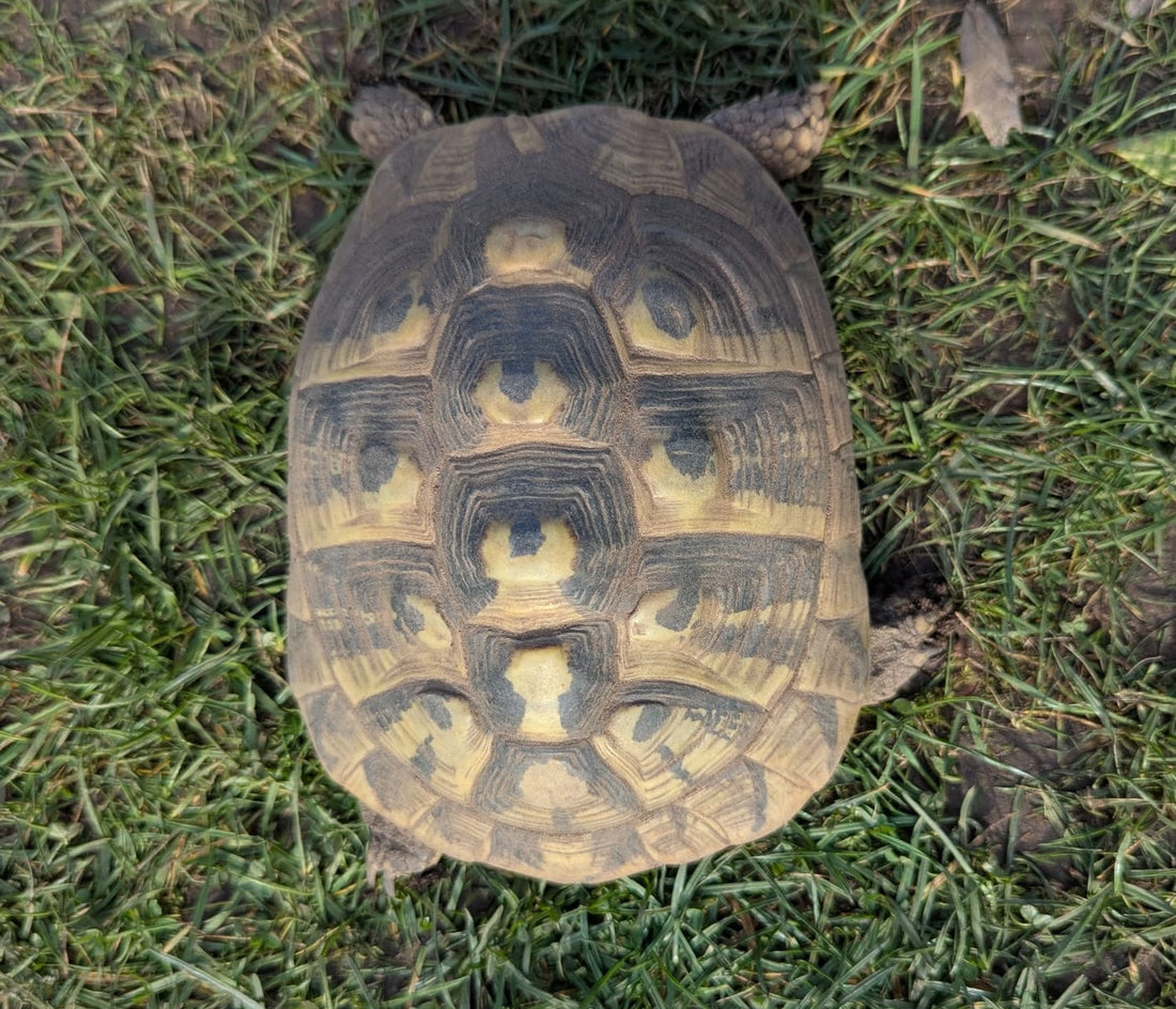 Griechische Landschildkröte 2011 weiblich zu verkaufen