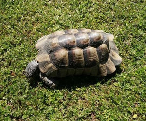 2x Breitrandschildkröten für 250€ (20 Jahre, Männchen)