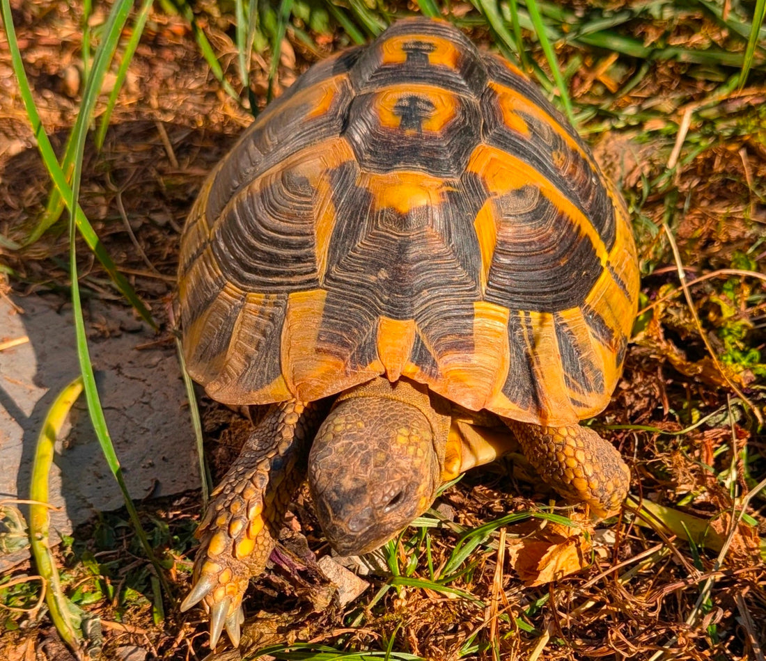 Griechische Landschildkröten 9 Jahre zu verkaufen