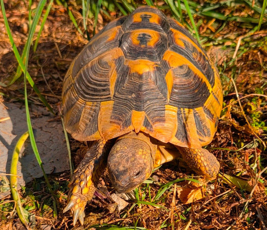 Griechische Landschildkröten 9 Jahre zu verkaufen