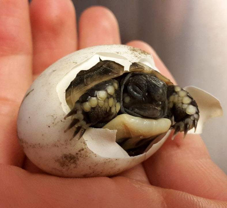 Nachzuchten Griechische Landschildkröten (Testudo hermanni boettgeri) zu verkaufen