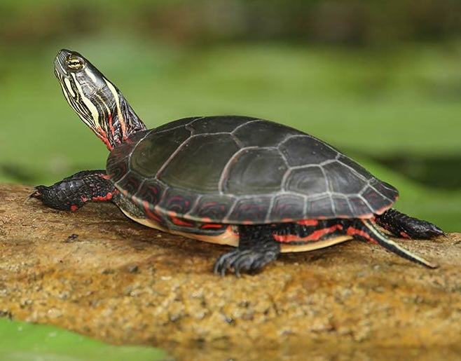 Wasserschildkröte mit Aquaterrarium gesucht