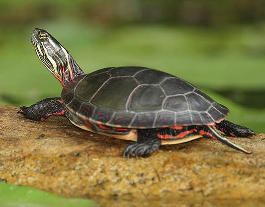 Wasserschildkröte mit Aquaterrarium gesucht