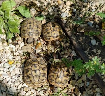 Griechische Landschildkröten NZ2020-2023