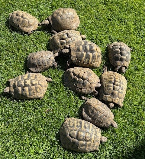 Adulte griechische Landschildkröten zu verkaufen