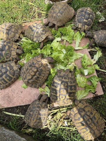 Adulte griechische Landschildkröten zu verkaufen